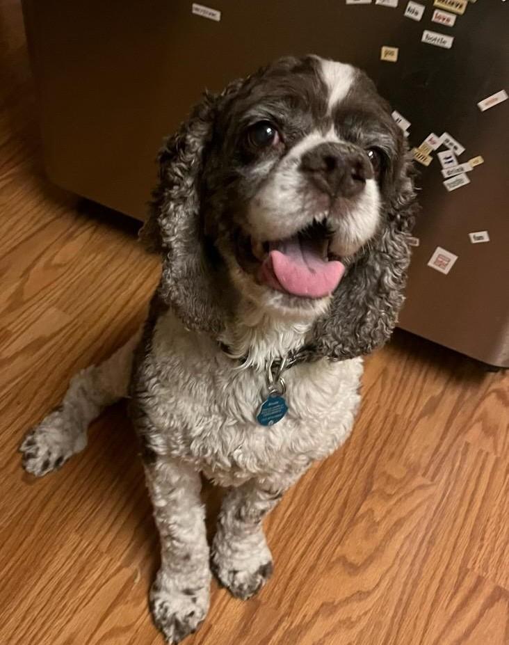 Brody C 25110, Adoptable, Senior Male Cocker Spaniel.