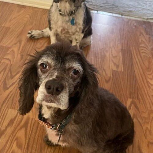 Brody C 25110, Adoptable, Senior Male Cocker Spaniel.