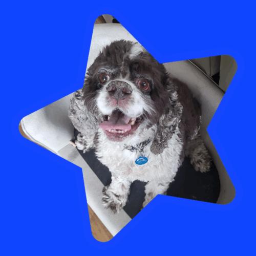 Enlarge Brody C 25110, a Adoptable Cocker Spaniel in Parker, CO image 2/2