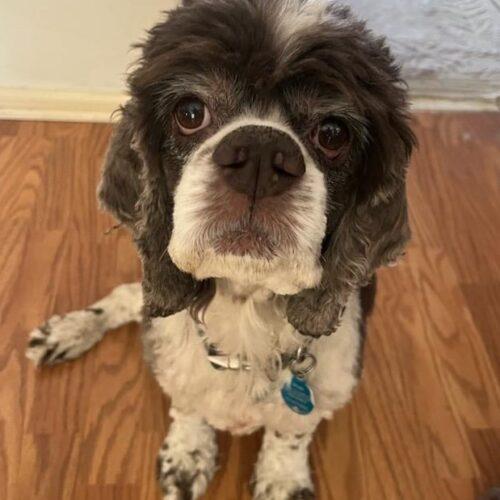 Enlarge Brody C 25110, a Adoptable Cocker Spaniel in Parker, CO image 4/4