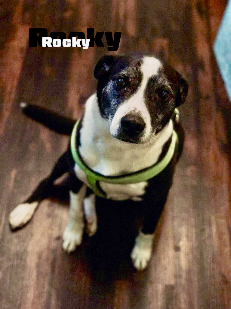 Rocky and Diesel (CP), a Adoptable Mixed Breed in Clinton, IL image 1/6