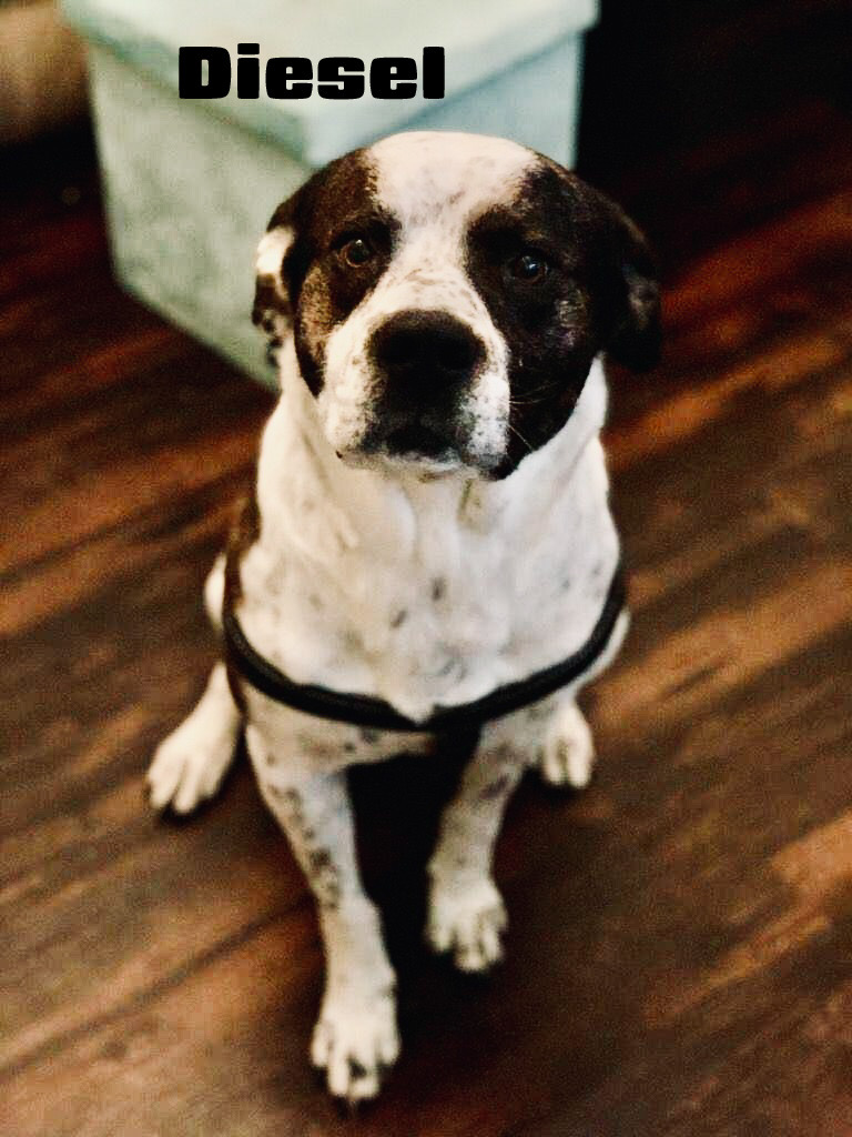 Rocky and Diesel (CP), a Adoptable Mixed Breed in Clinton, IL image 3/6