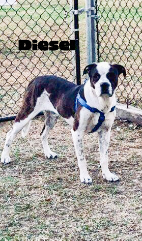 Rocky and Diesel (CP), a Adoptable Mixed Breed in Clinton, IL image 4/6