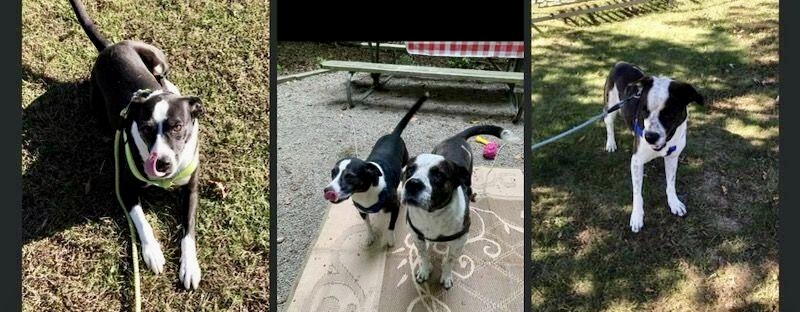 Rocky and Diesel (CP) photo 6