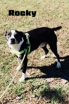 Rocky and Diesel (CP) photo 2