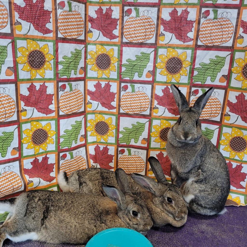 Arbor, Adoptable, Adult Female Bunny Rabbit.