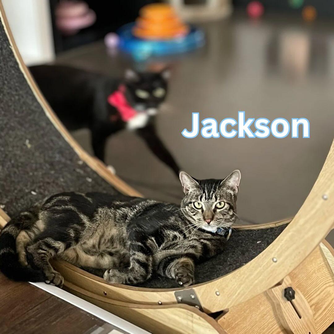 Jackson, Adoptable, Adult Male Domestic Short Hair & Tabby.