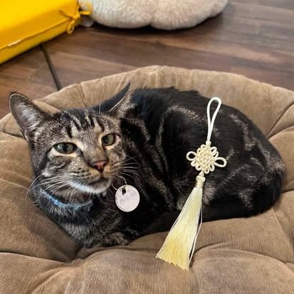 Jackson, a Adoptable mixed breed in Houston, TX image 4/4