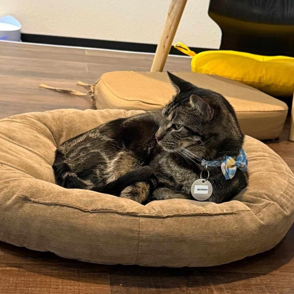 Jackson, a Adoptable mixed breed in Houston, TX image 3/4