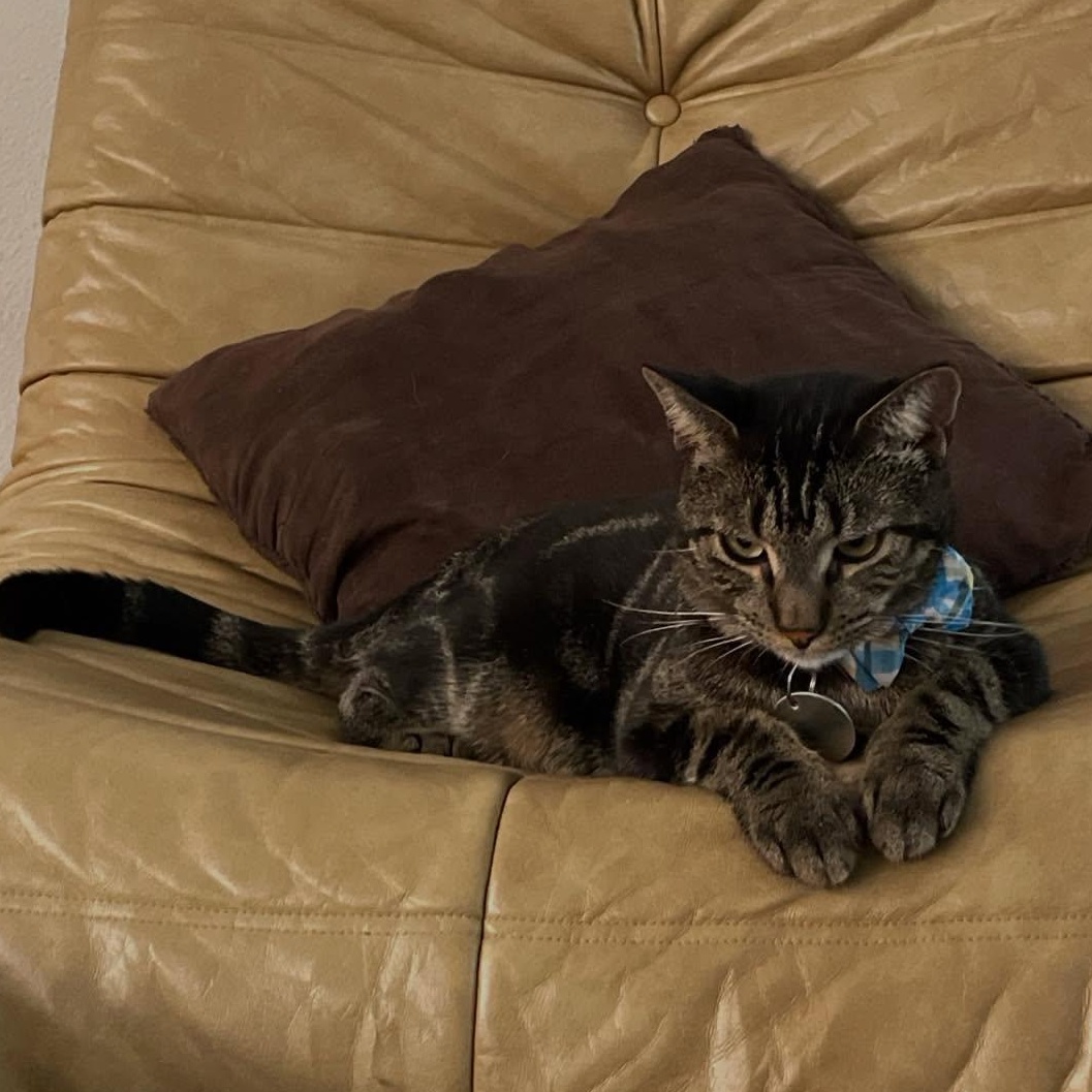 Jackson, a Adoptable mixed breed in Houston, TX image 2/4