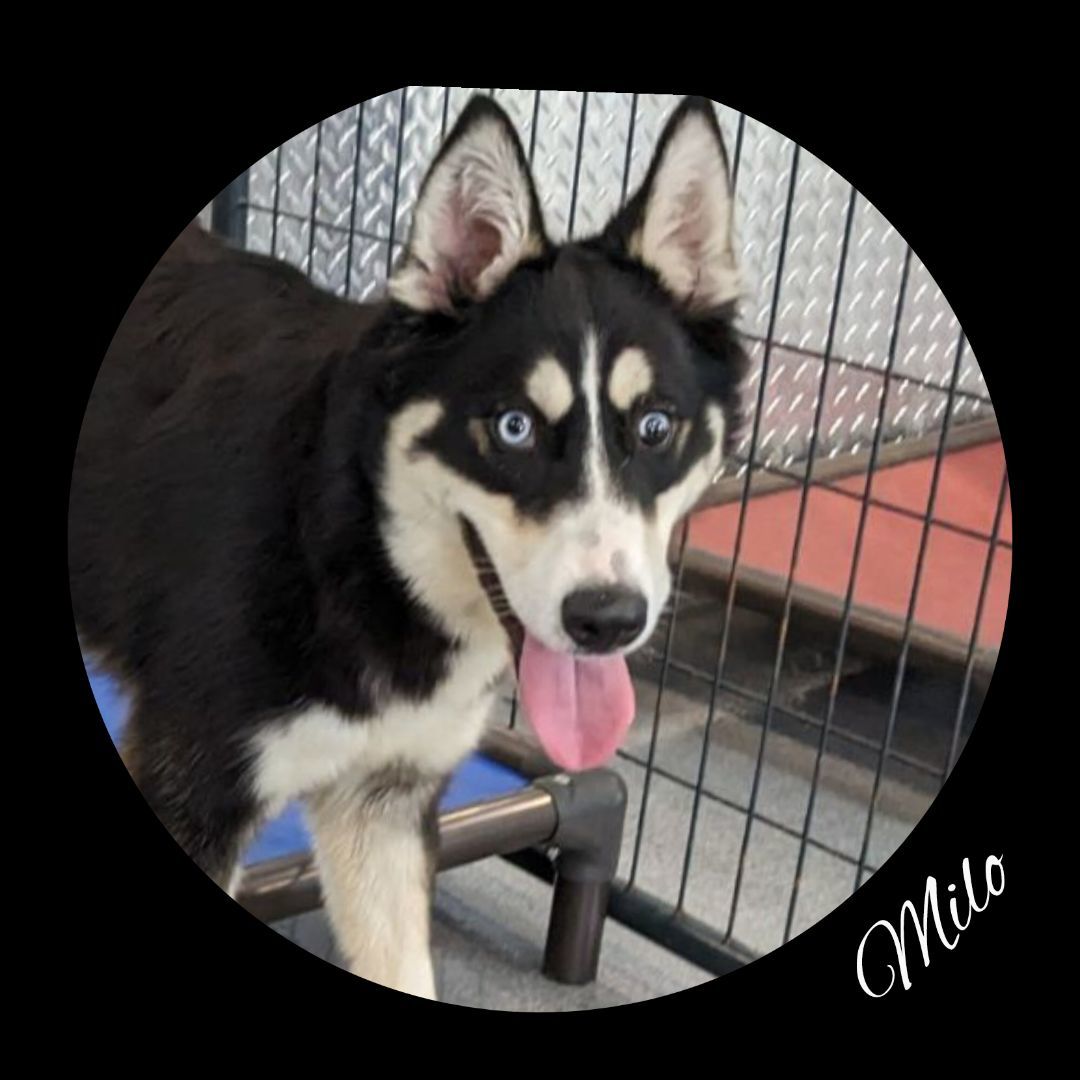Milo