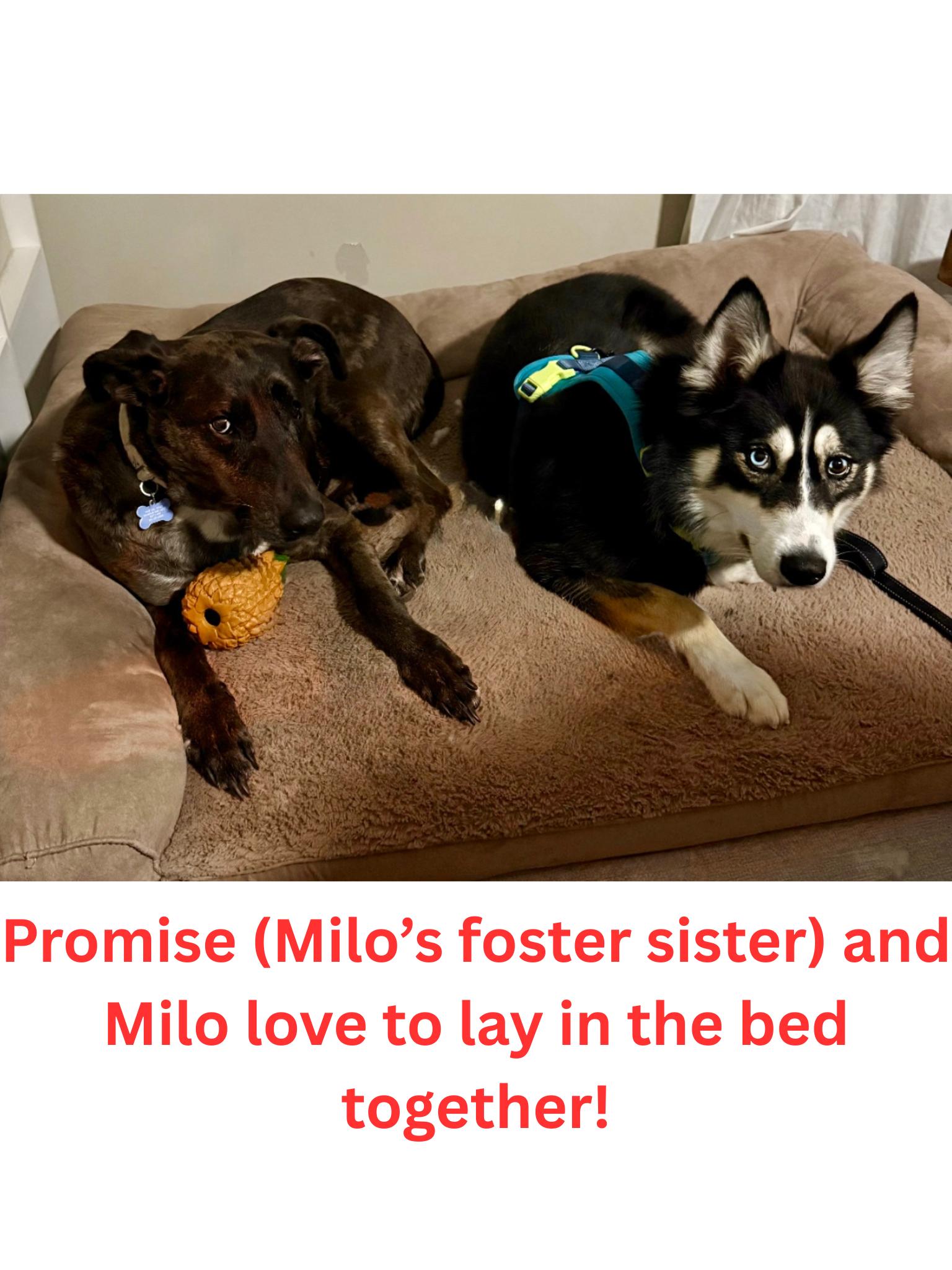 Milo
