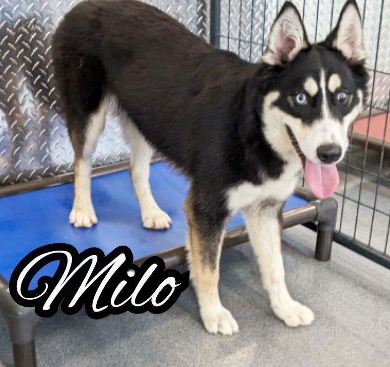 Milo