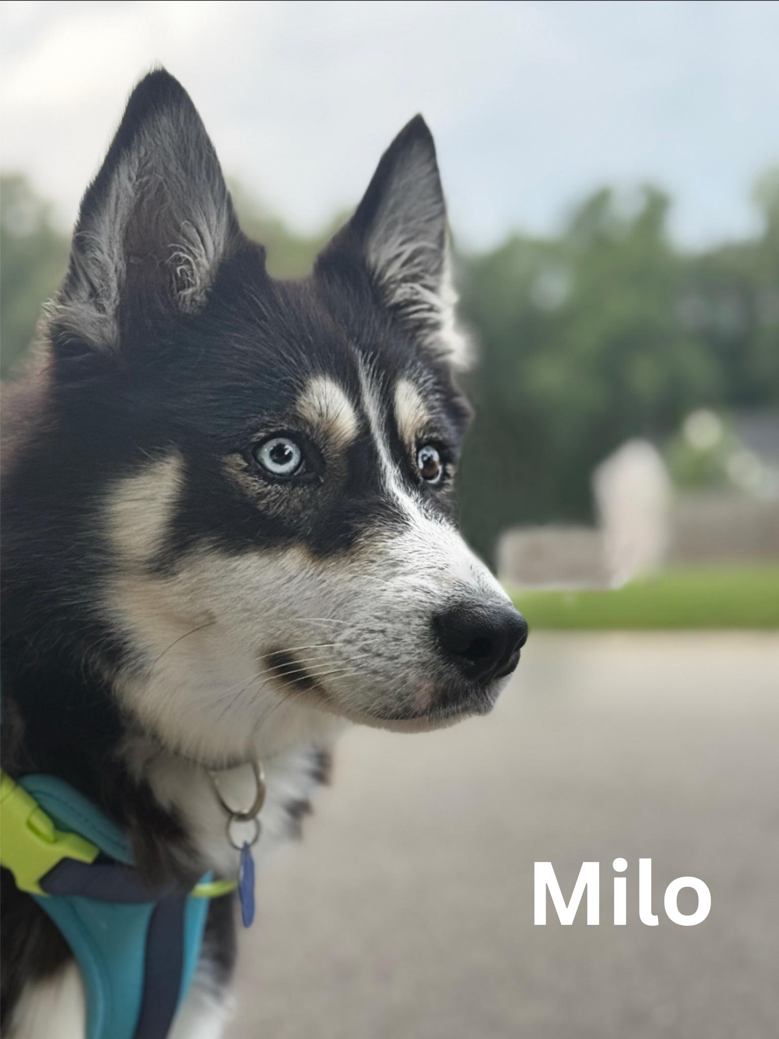 Milo, Adoptable, Young Male Husky & Shepherd.