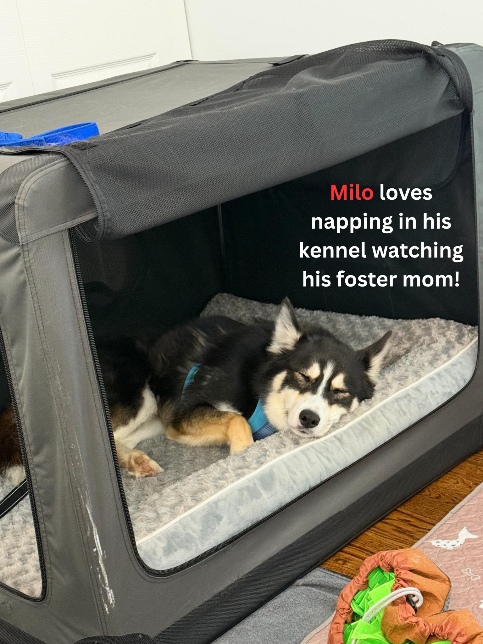 Milo
