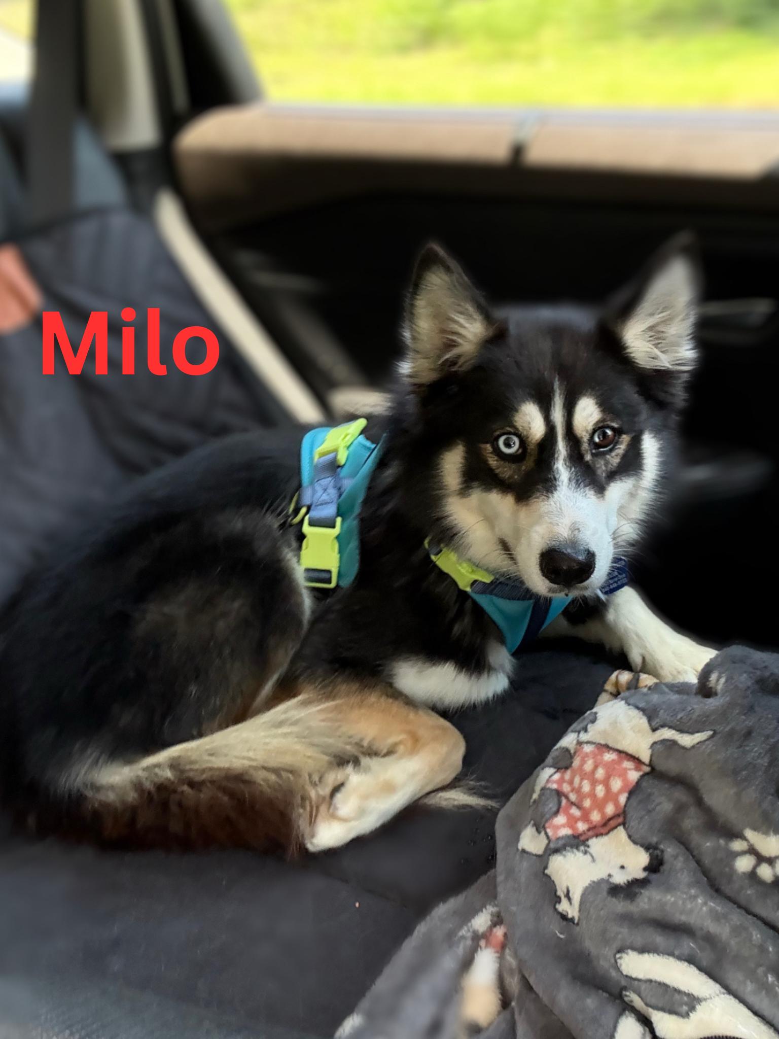 Milo