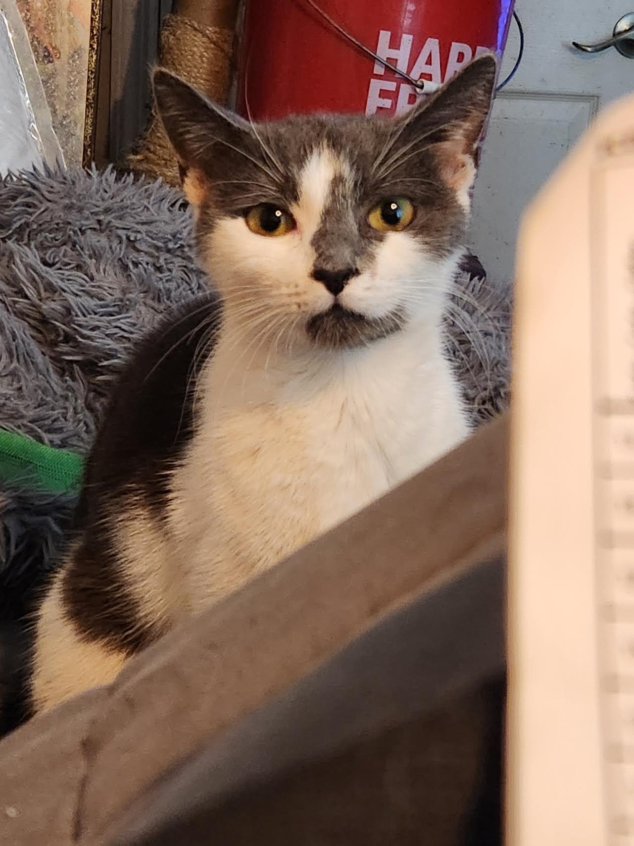 Wendy, Young Female Domestic Short Hair