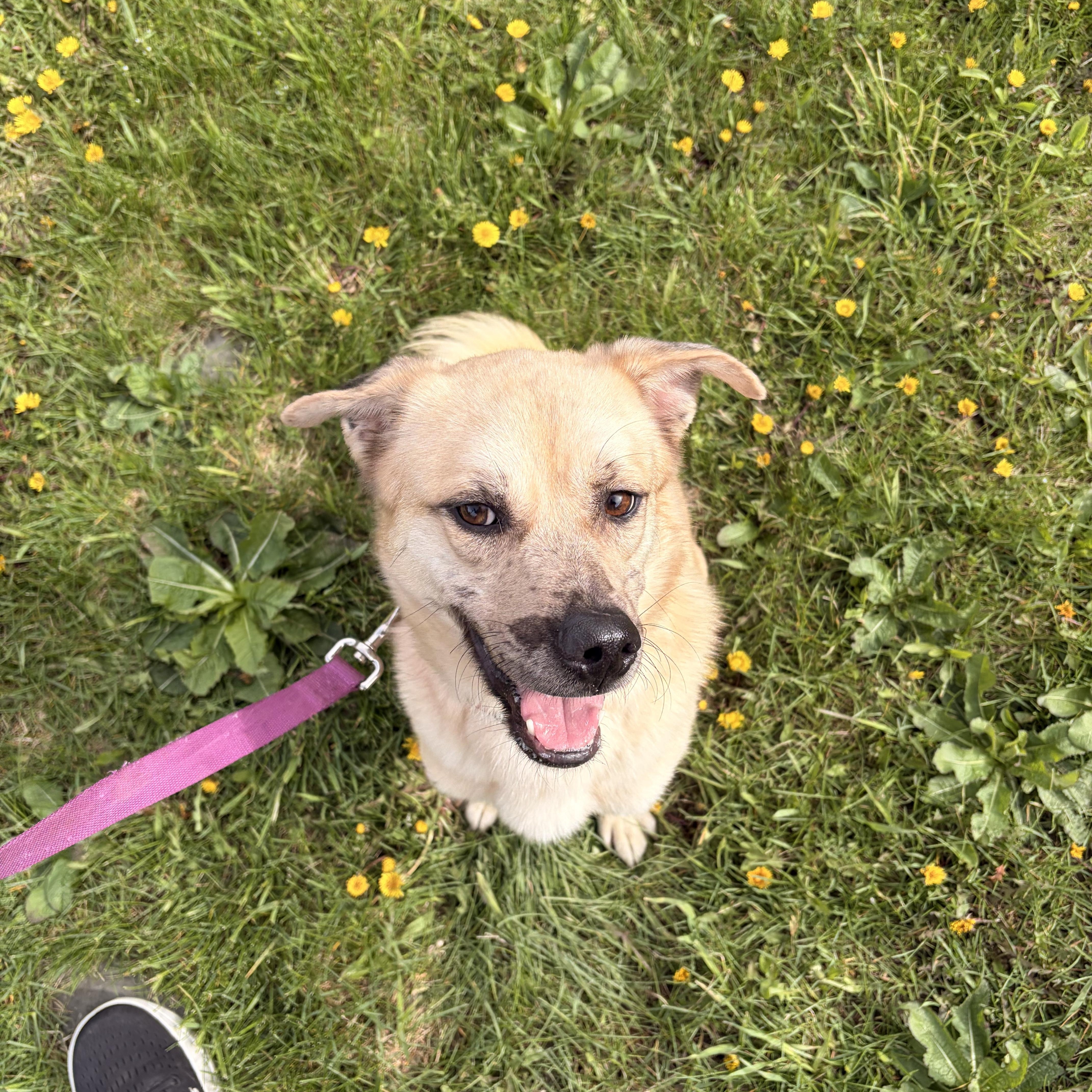 Elvis, ADOPTABLE, Adult Male Mixed Breed.