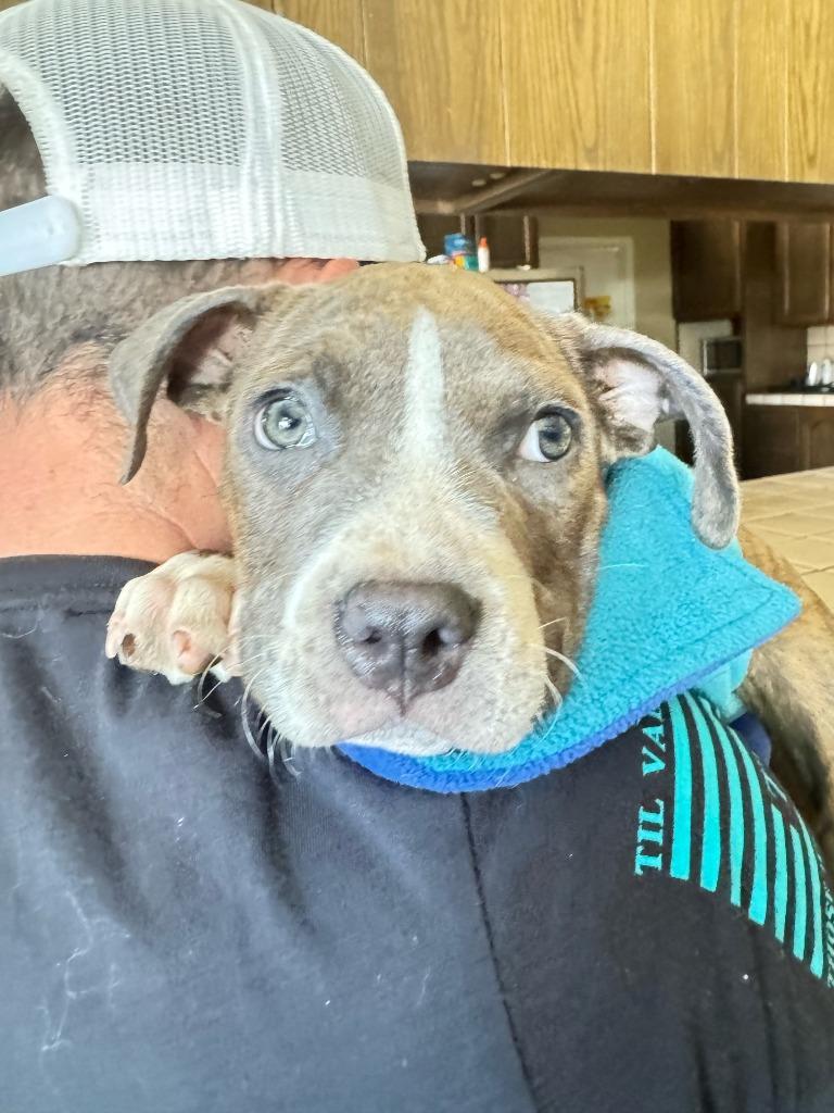 Kermit the Dog, Adoptable, Young Male Pit Bull Terrier.
