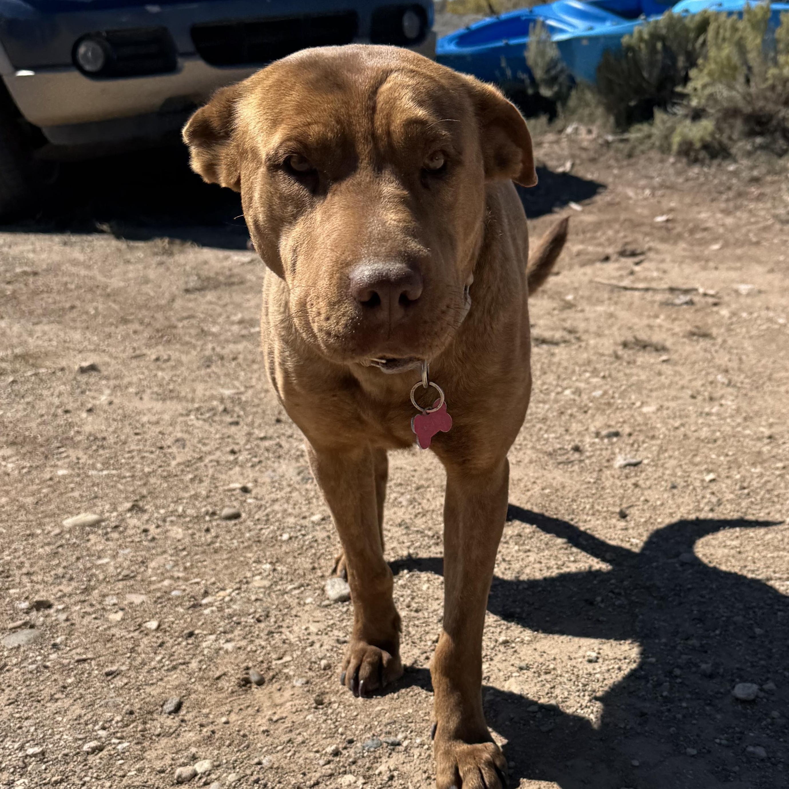 Elsie, a Adopted mixed breed in Carson, NM image 2/4