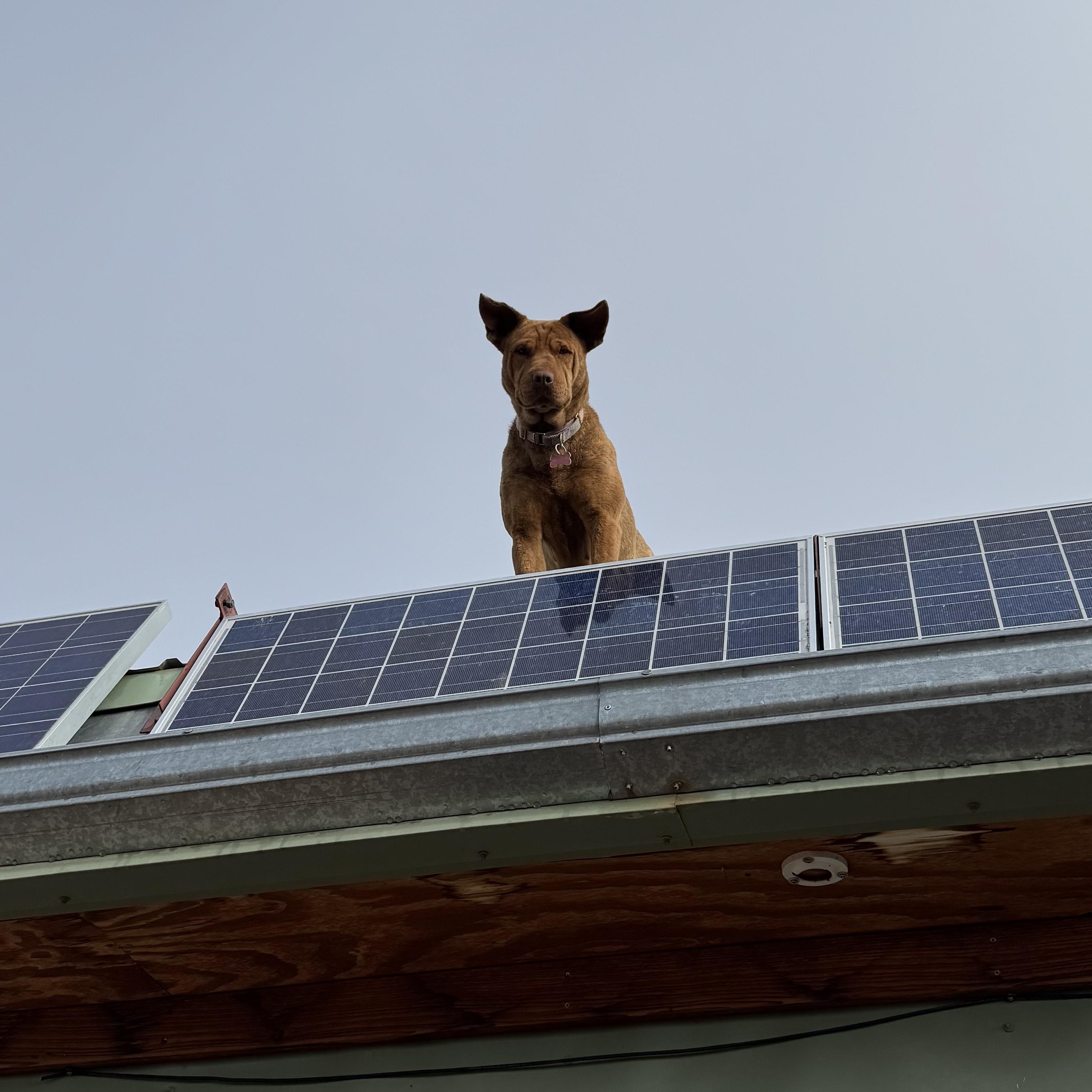 Elsie, a Adopted mixed breed in Carson, NM image 4/4