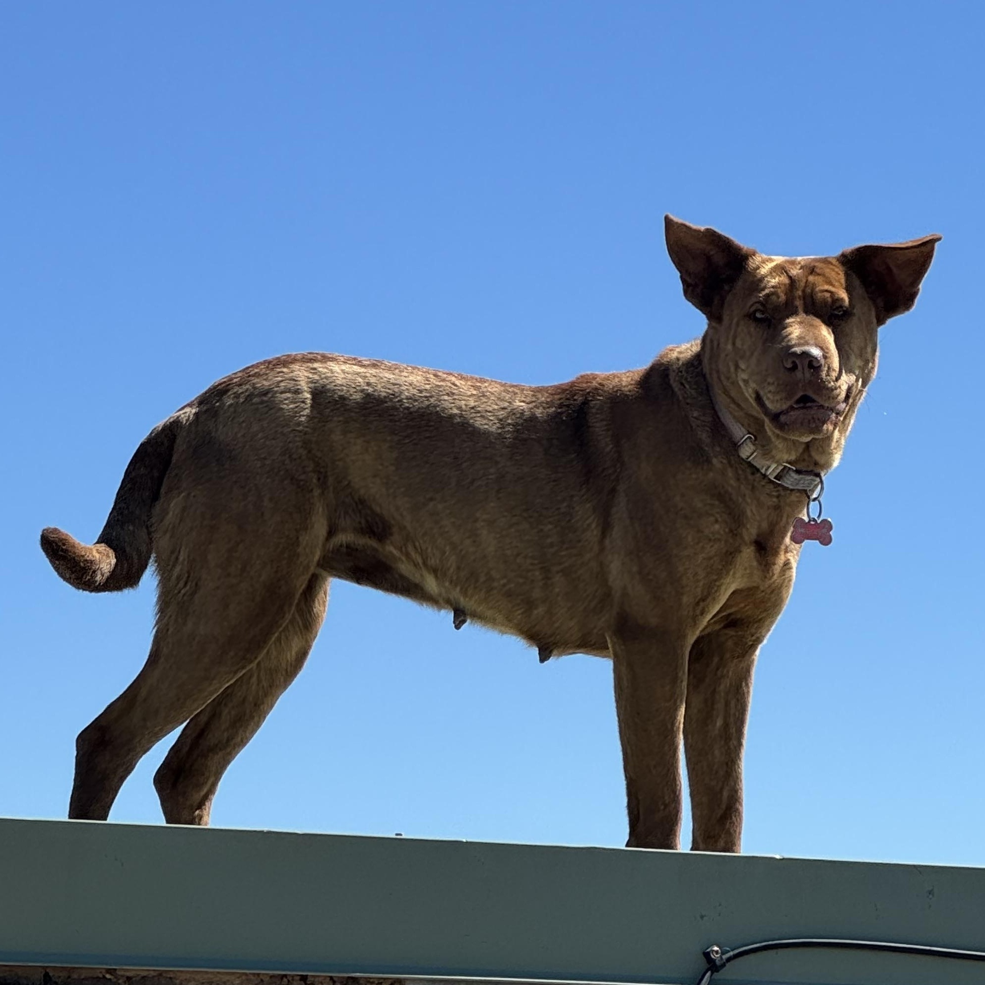 Elsie, Adopted, Adult Female Shar-Pei.