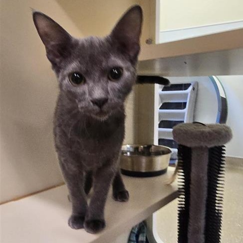Enlarge Backpack, a Adoptable Domestic Short Hair in Prince Frederick, MD image 3/3