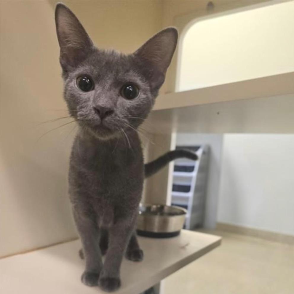 Enlarge Backpack, a Adoptable Domestic Short Hair in Prince Frederick, MD image 1/3