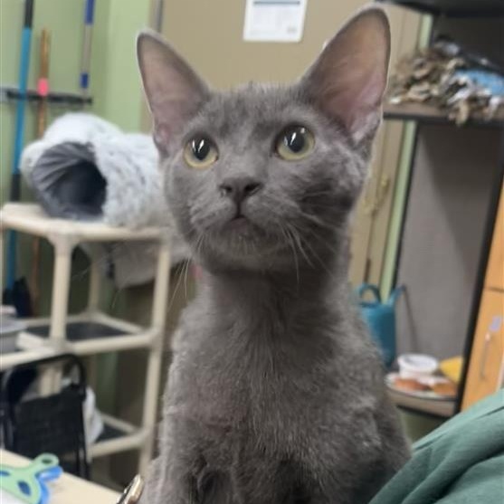 Enlarge Backpack, a Adoptable Domestic Short Hair in Prince Frederick, MD image 2/3