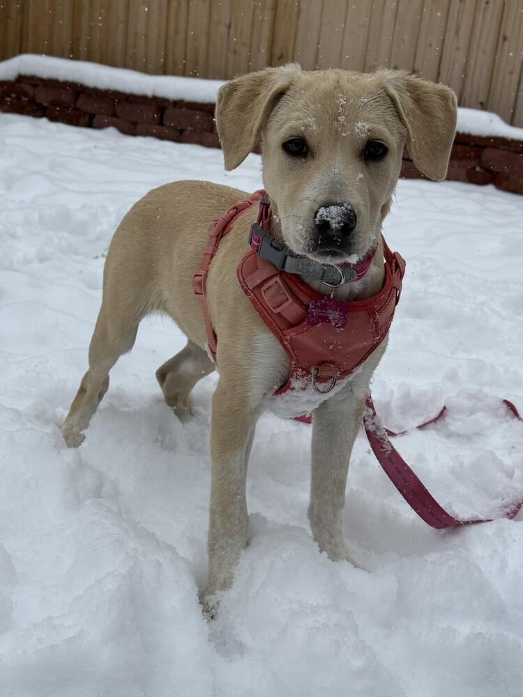 Enlarge Sadie, a Adoptable mixed breed in Denver, CO image 1/6