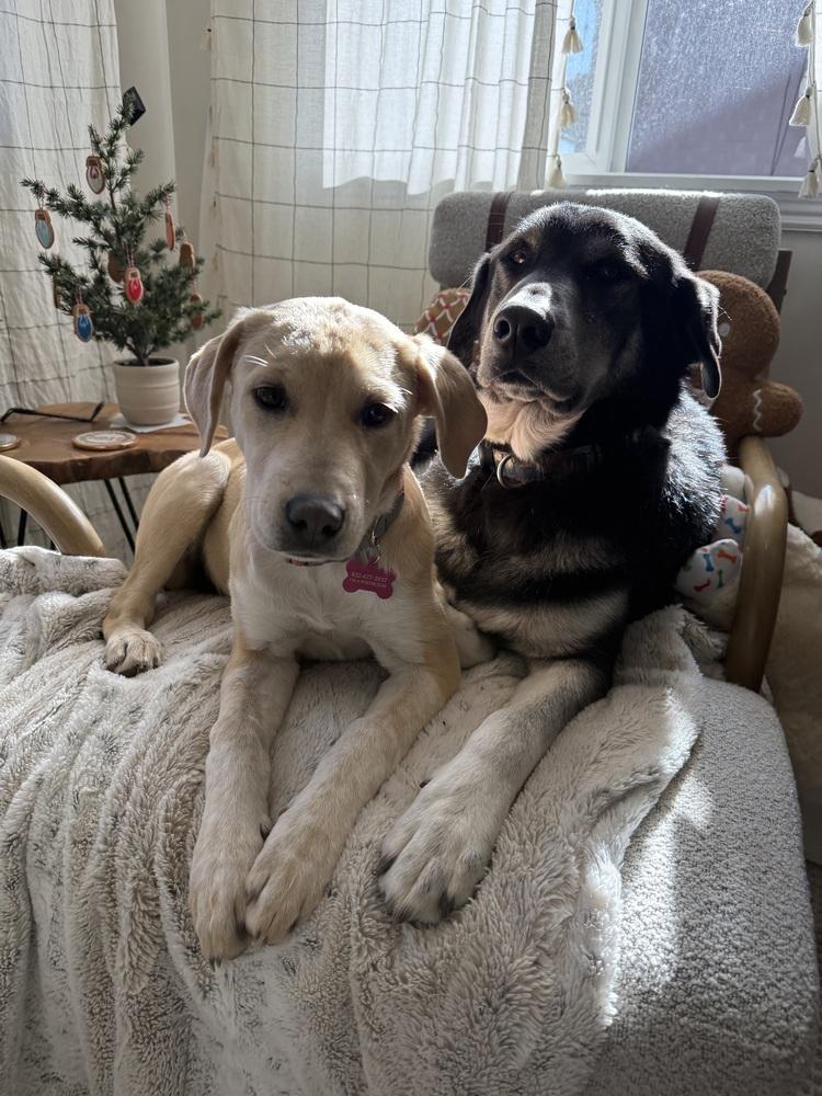 Enlarge Sadie, a Adoptable mixed breed in Denver, CO image 2/6