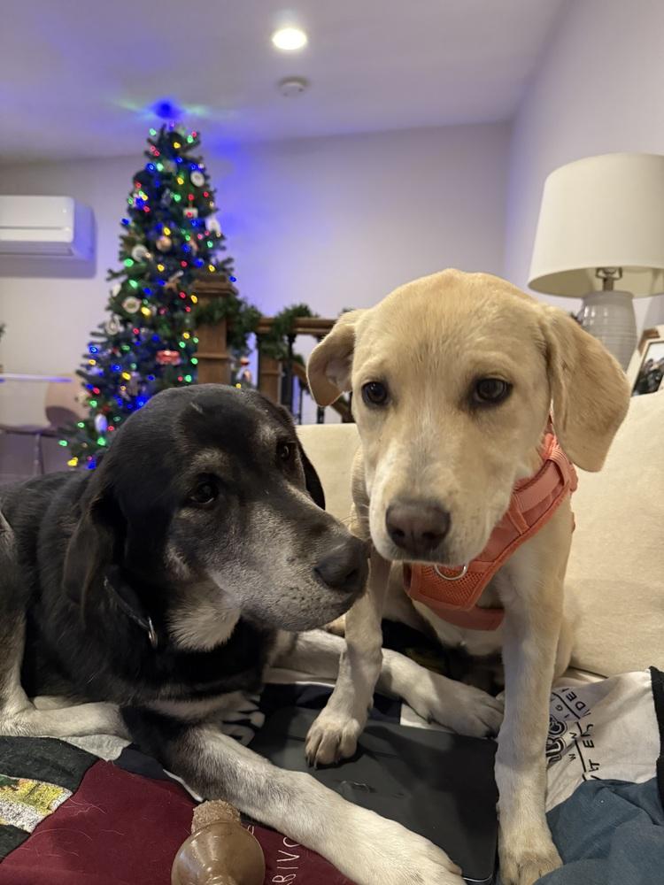 Enlarge Sadie, a Adoptable mixed breed in Denver, CO image 3/6