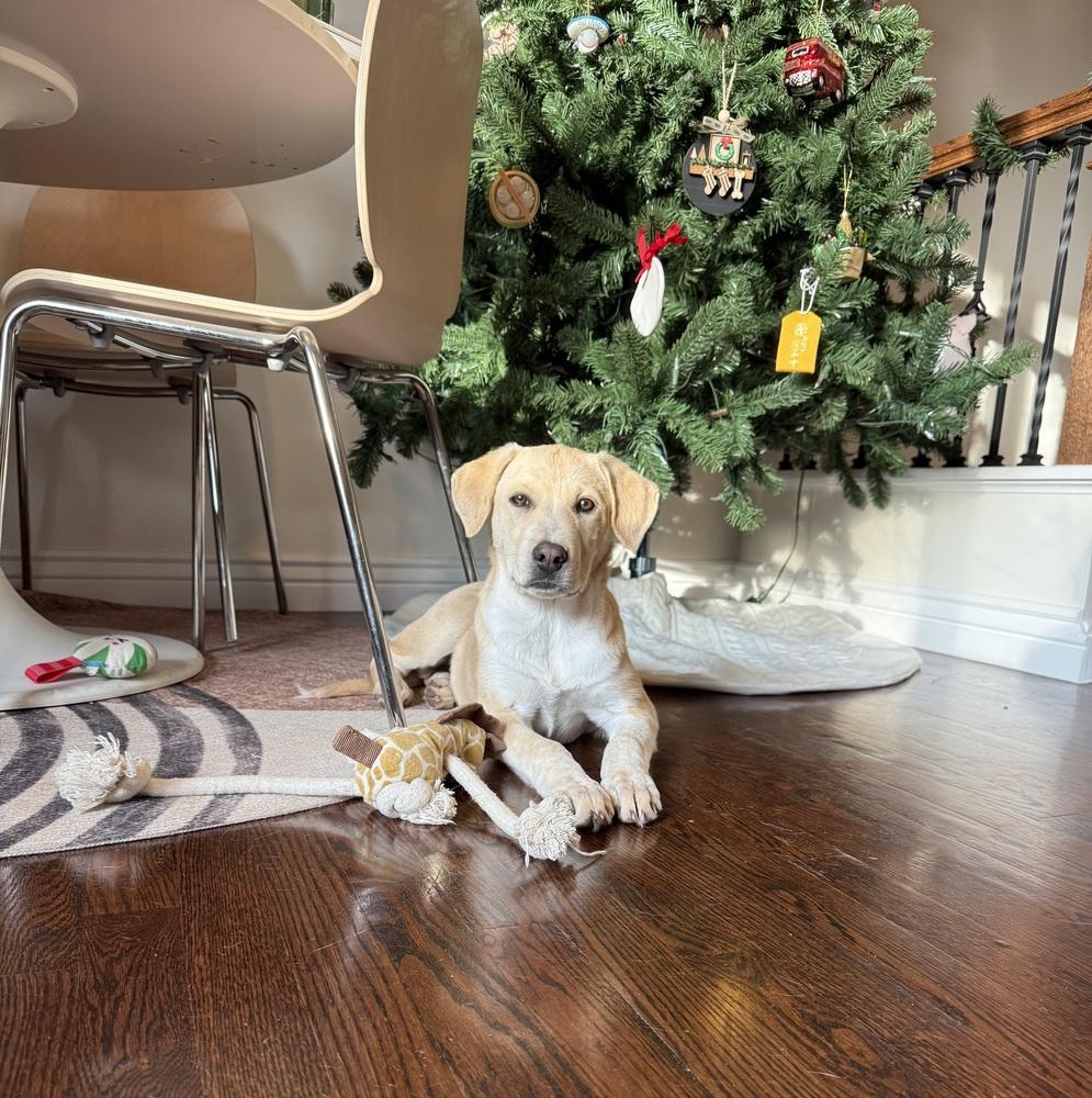 Enlarge Sadie, a Adoptable mixed breed in Denver, CO image 4/6