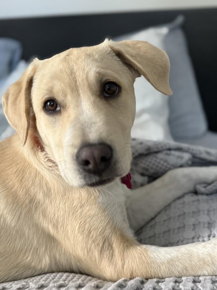 Enlarge Sadie, a Adoptable mixed breed in Denver, CO image 5/6