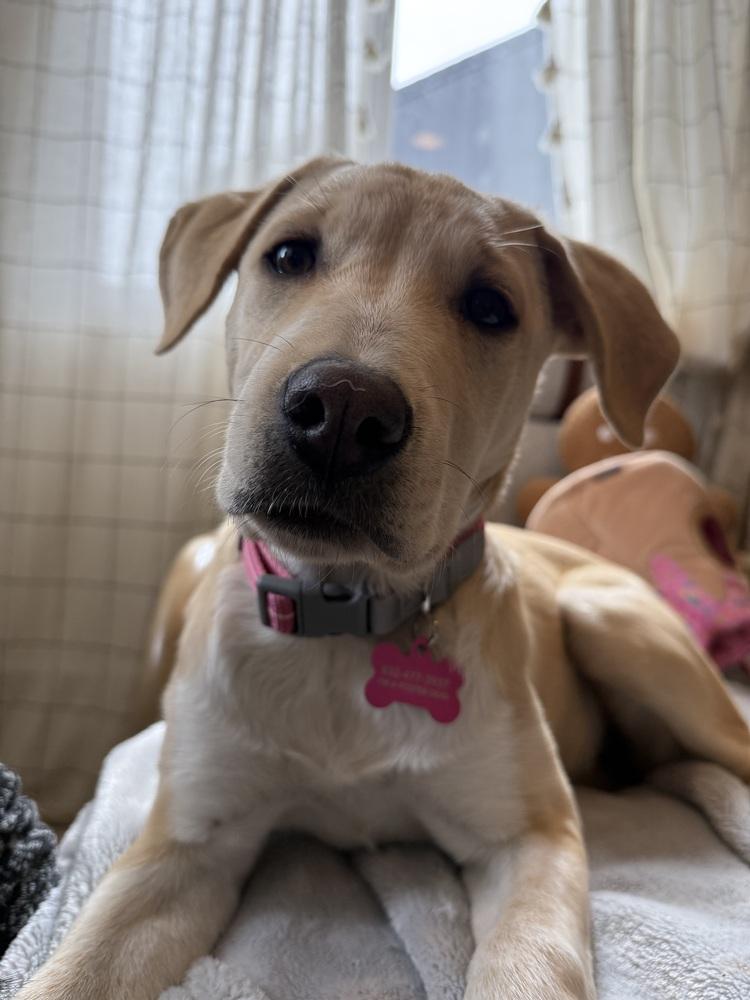 Enlarge Sadie, a Adoptable mixed breed in Denver, CO image 6/6