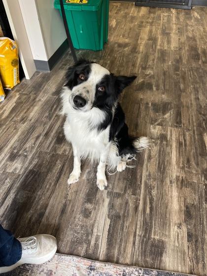 Enlarge Earl, a Adoptable mixed breed in Willmar, MN image 3/3