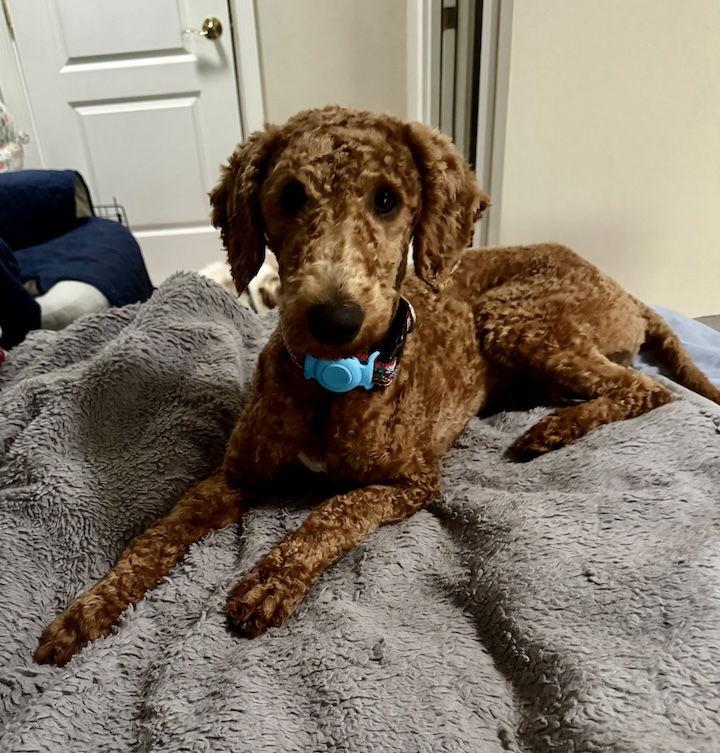 Teddy, Adoptable, Young Male Poodle.