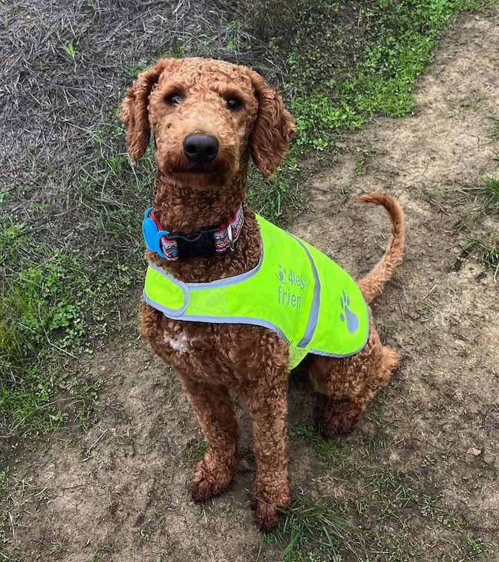 Enlarge Teddy, a Adoptable Poodle in Penngrove, CA image 2/3