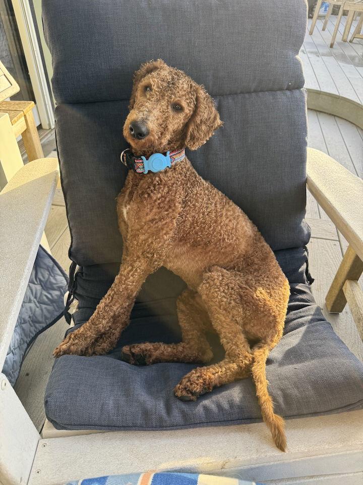 Enlarge Teddy, a Adoptable Poodle in Penngrove, CA image 3/3