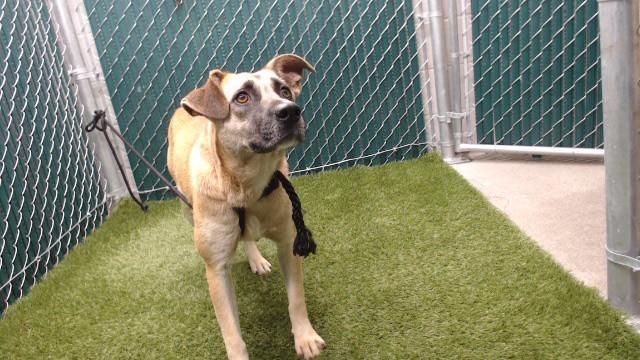 NALA, Adoptable, Young Female German Shepherd Dog & Mixed Breed.