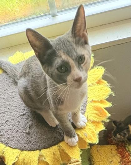 Libby $50 fostered, Adoptable, Kitten Female Domestic Short Hair & Domestic Short Hair.