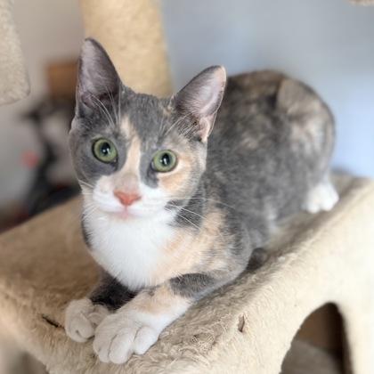 Enlarge Libby $50 fostered, a Adoptable mixed breed in Seneca, SC image 2/3