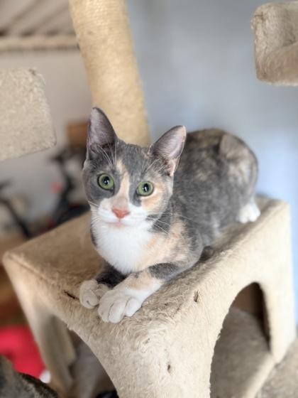 Enlarge Libby $50 fostered, a Adoptable mixed breed in Seneca, SC image 3/3