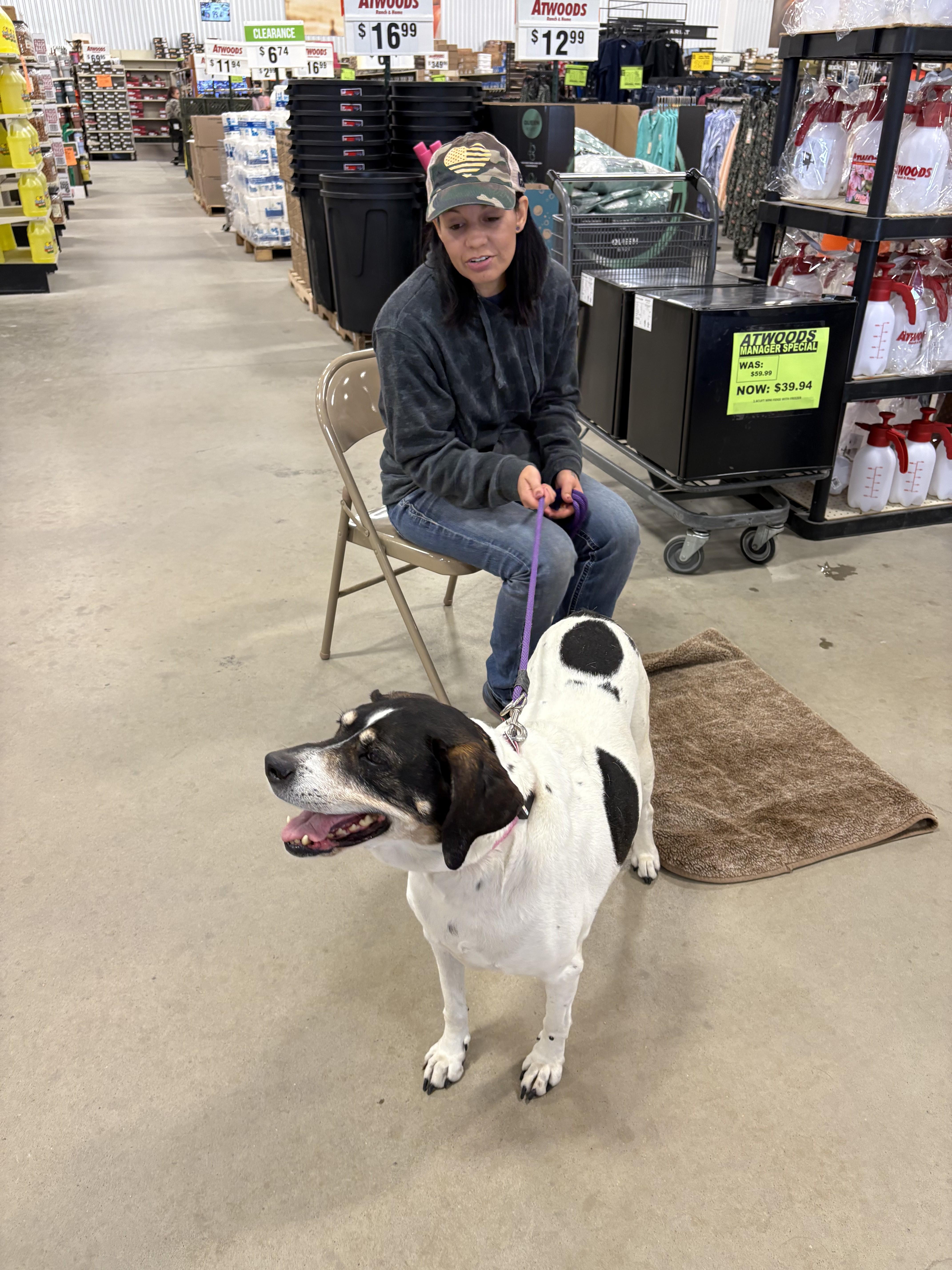 Grettel, a Adoptable mixed breed in Valley Center, KS image 1/2