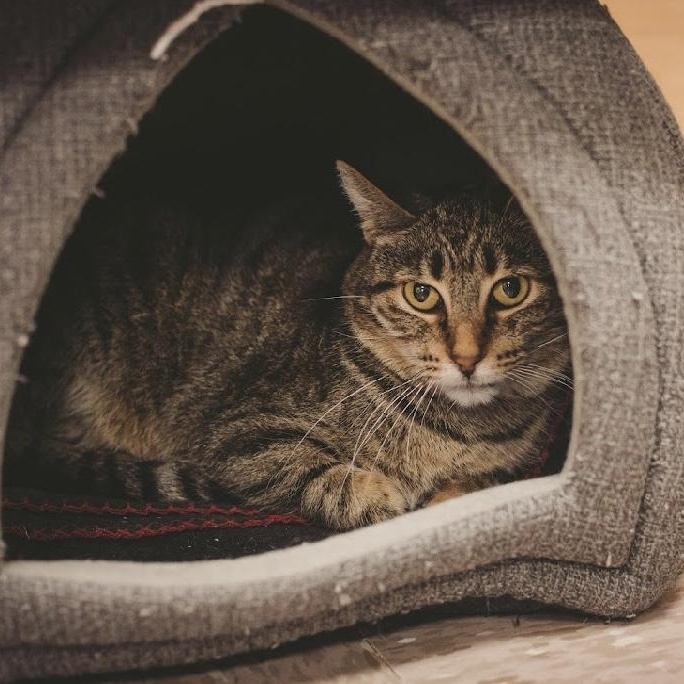 LeeLee, a Adoptable Domestic Short Hair in Grand Rapids, MI image 3/6