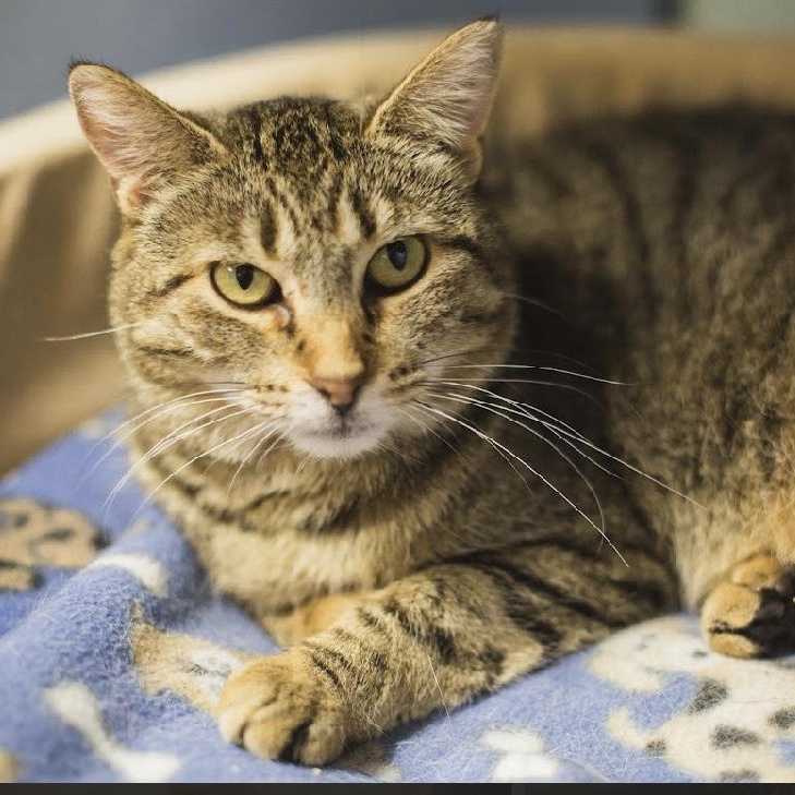 LeeLee, Adoptable, Adult Female Domestic Short Hair.