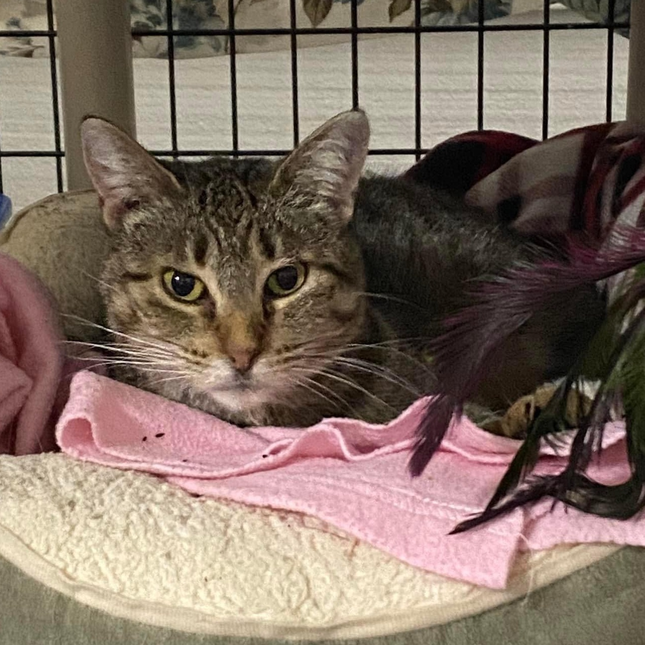 LeeLee, a Adoptable Domestic Short Hair in Grand Rapids, MI image 6/6