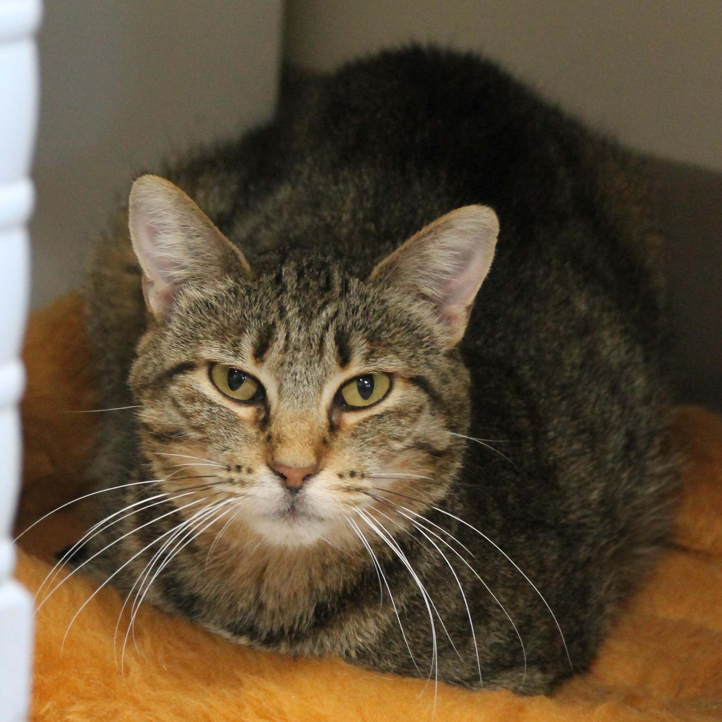 LeeLee, a Adoptable Domestic Short Hair in Grand Rapids, MI image 2/6