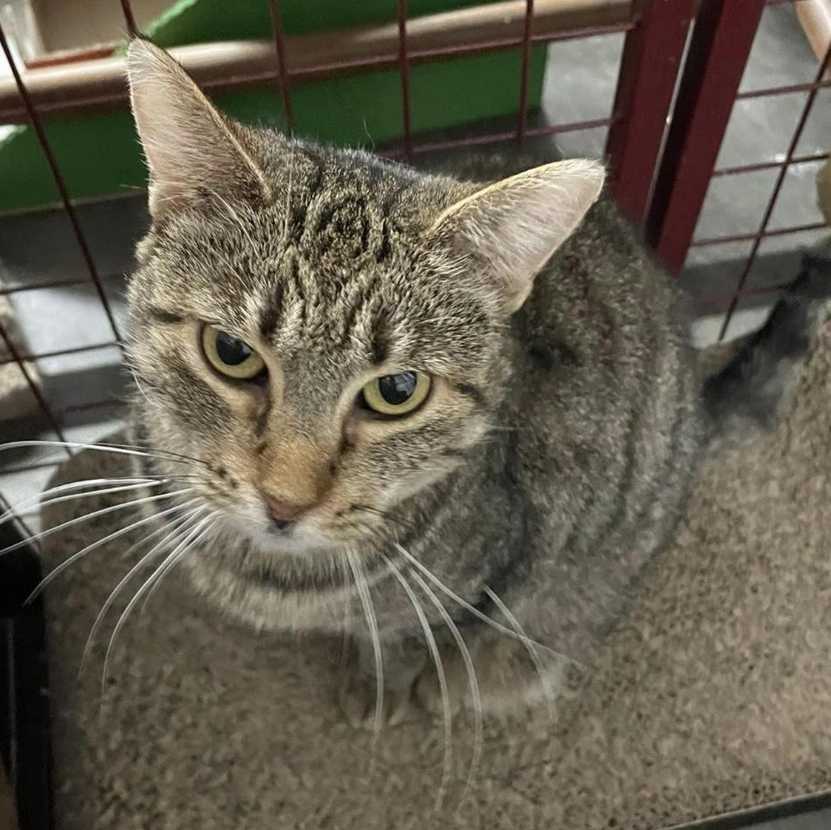 LeeLee, a Adoptable Domestic Short Hair in Grand Rapids, MI image 5/6