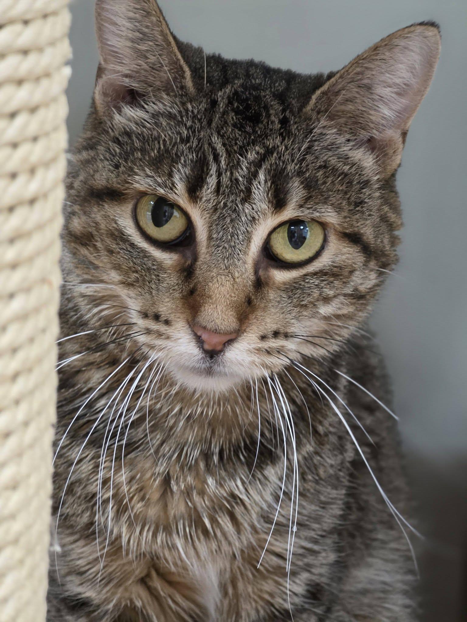 Enlarge LeeLee, a Adoptable Domestic Short Hair in Grand Rapids, MI image 3/6